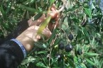 raccolta a mano raccolta olive a mano