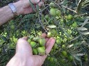 raccolta olive raccolta a mano