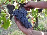 uva nera uva nera