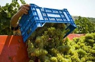 raccolta uva vendemmia